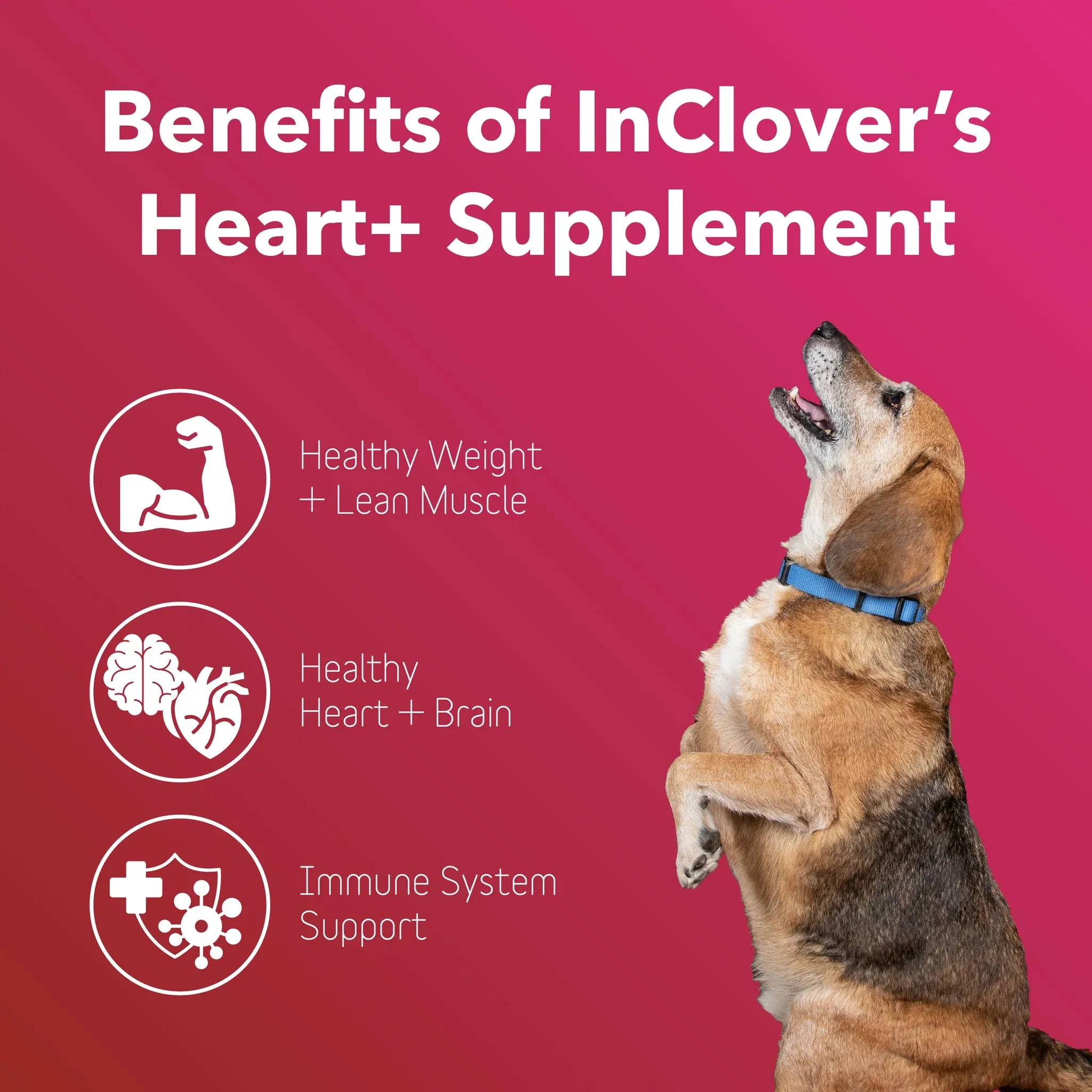 InClover Heart  Supplement for Dogs   Cats (BioVibrant)